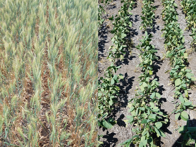 Pictured on the left is a spring wheat field showing severe signs of drought in North Dakota. On the right is a soybean field trying to hang on, but needing water soon if it stands any chance of making it. (Photos courtesy of Mark Rohrich)